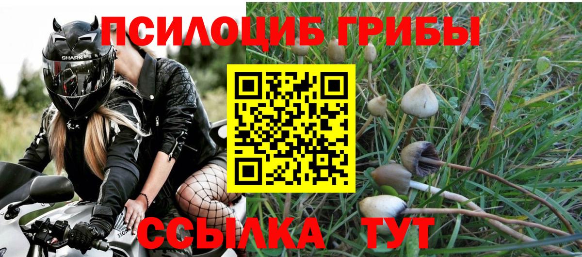 Псилоцибиновые грибы Psilocybine cubensis Зима
